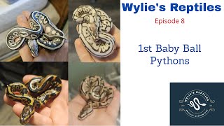 Wylie's Reptiles: Episode 8, 1st Baby Ball Pythons