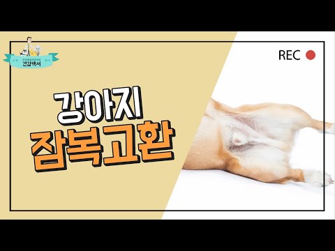 강아지 잠복고환의 모든 것! 고양이도 잠복고환이 있을까?_이든TV