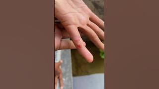 Channa red Barito and toman very violent until the fingers hurt😭 #432 #KOOKIKO