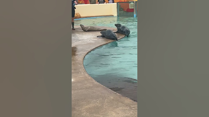 I went to a seal sanctuary ￼a lil while ago. I love animals! Yes i donated 💙🦭👏🏻 #animallover ￼