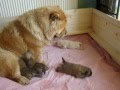 Chow chow puppies 1 week old and caring mother Fantastic Magic´east