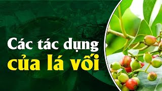 ĐIỆN BIÊN - Các tác dụng của lá vối | Vị thuốc quanh ta