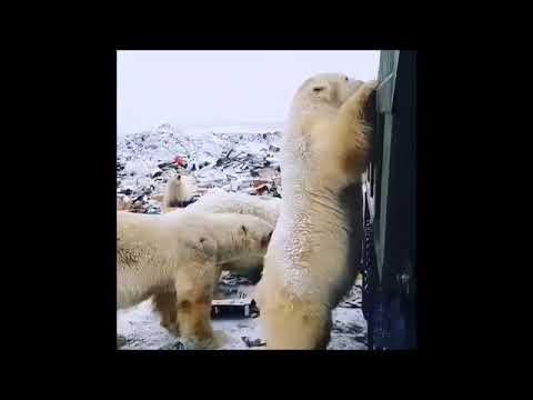 Video: Gli Orsi Polari Assediano Le Isole Russe
