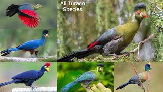 All Turaco species / types of turaco / go away bird