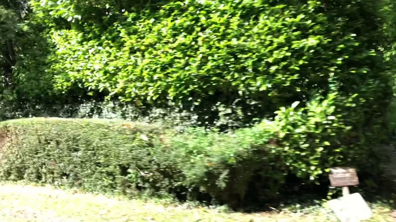 Run Forrest ‘I DO’, François advert