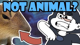 CAPYBARAS ARE NOT WHAT YOU THİNK! by Field Animation 49 views 1 year ago 2 minutes, 11 seconds