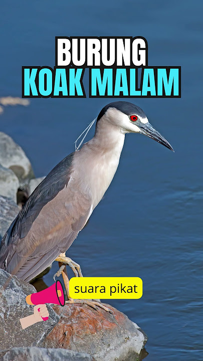 Pikat Suara KOAK MALAM #shorts #wantarakicau