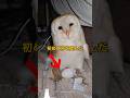 卵を産むたびに自慢するフクロウ