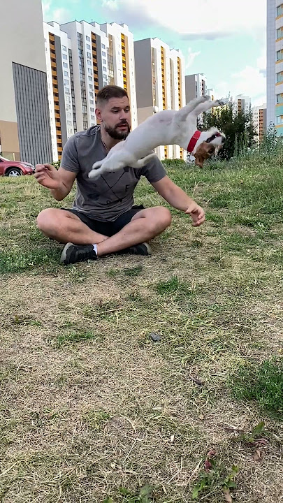 Jack Russell Terrier Somersaults in Slow Motion || ViralHog
