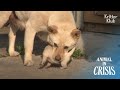 What Dog Did To Her Husband's Second Wife's Pups After Kidnapping Them Is | Animal in Crisis EP260