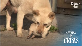 Что собака сделала со щенками второй жены своего мужа после их похищения | Животное в кризисе EP260