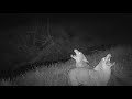 Coyote Pack Howling At Night - Irving, TX Suburbs