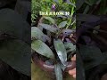 15 days ago, I planted Purple Heart cuttings, and here's how they're doing now #plants #purpleheart