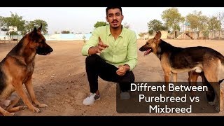 Between german shepherd PURE BREED Vs MIX BREED  German Shepherd HD