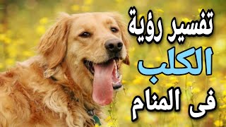 تفسير حلم الكلب | ما معنى رؤية الكلاب فى المنام