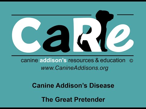 Canine Addison&rsquo;s Disease - The Great Pretender - CARE