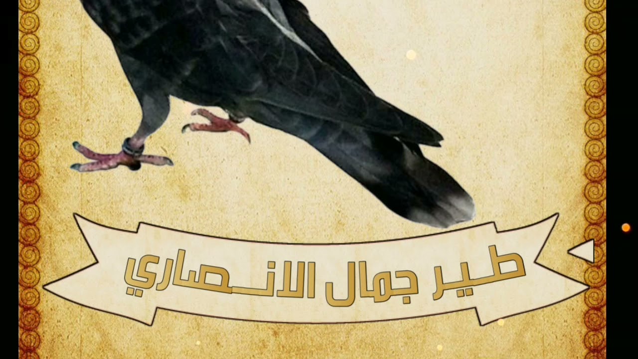 تصوير كامل تويتر طير الأنصاري