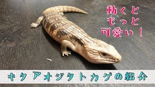 キタアオジタトカゲ 入荷したので簡単に紹介 Youtube キタアオジタトカゲ 入荷したので簡単に紹介 Youtube