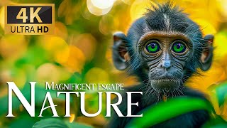 Magnificent Escape Nature 4K 🦍 Discovery Relaxation Splendid Wild Film with Peaceful Relaxing Music