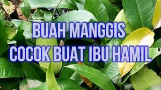 12 Manfaat Buah Manggis Untuk Kesehatan Ibu Hamil