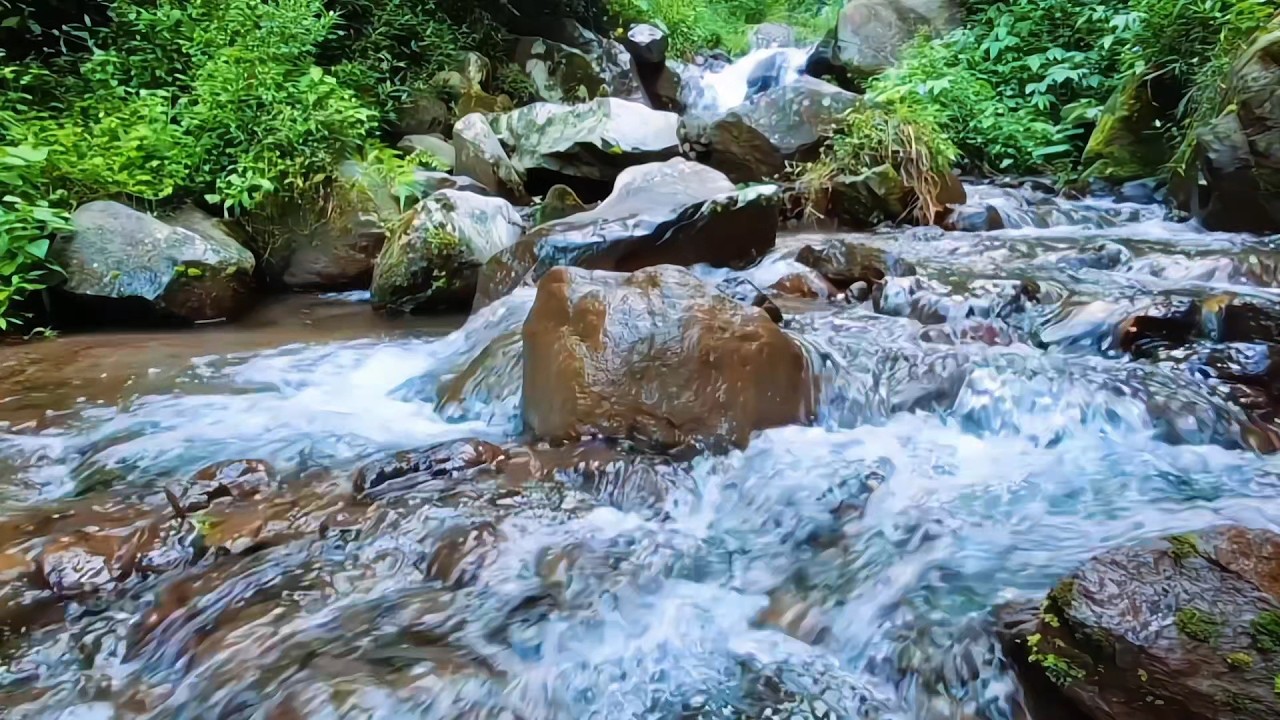 Forest River Sounds for Inner Peace