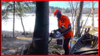🌲 Felling a Tree Into the Lake: Precision Tree Removal 🌿 by Finnish Lumberjack 2,769 views 2 months ago 2 minutes, 8 seconds