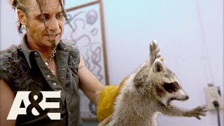 Top 3 CRAZIEST Raccoon Captures | Billy the Exterminator | A&E