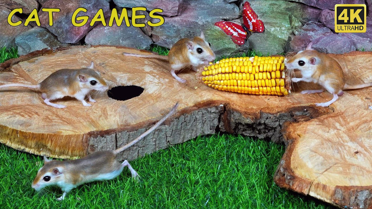 CAT GAMES TV | Best Games For Cats to Watch Mice Hide & Seek | Keep ...