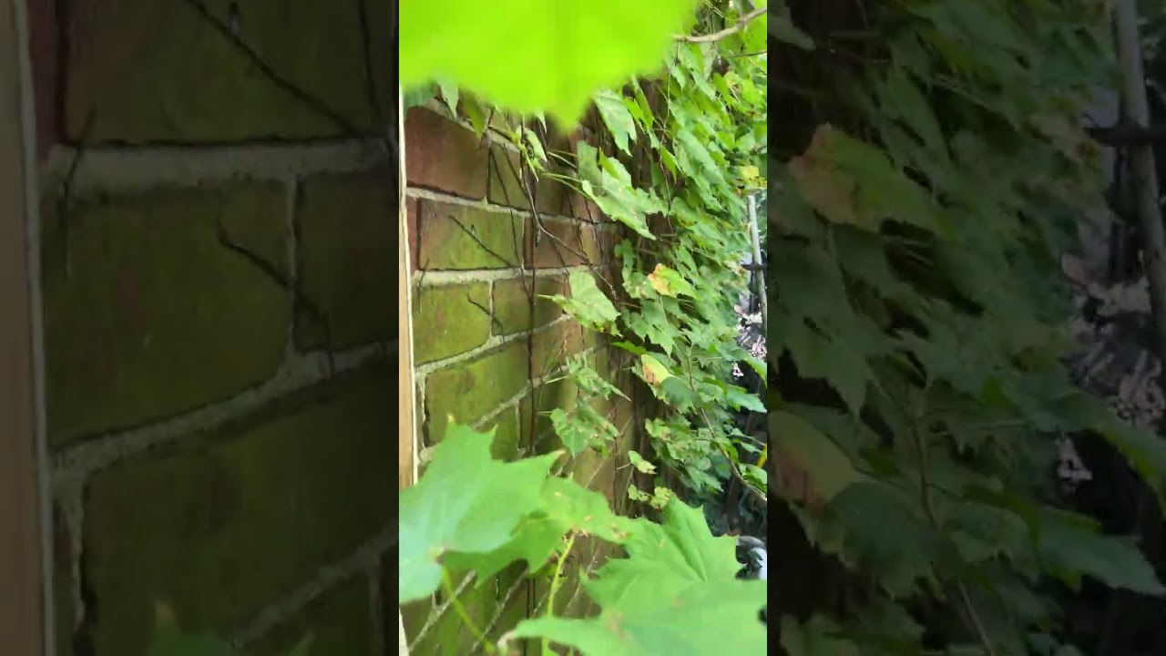 Outside walk around on 1123 Chester Pike