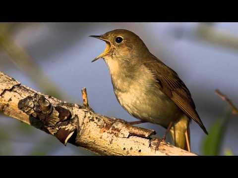Chant D'oiseau - Rossignol