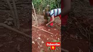 Harvesting cassava