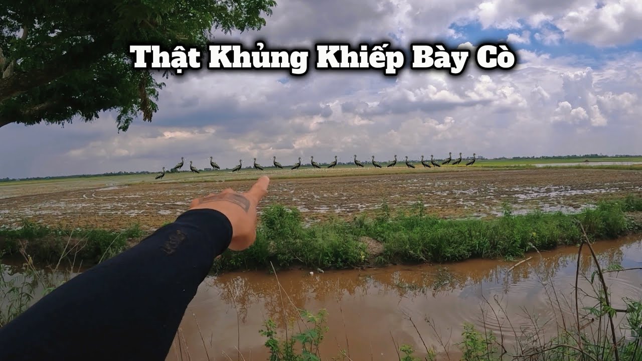 Tuấn Nhỏ || Trở Lại Sau Nhiều Ngày Vắng Mặt , Bất Ngờ Phát Hiện Bày Cò Cả Ngàn Con...