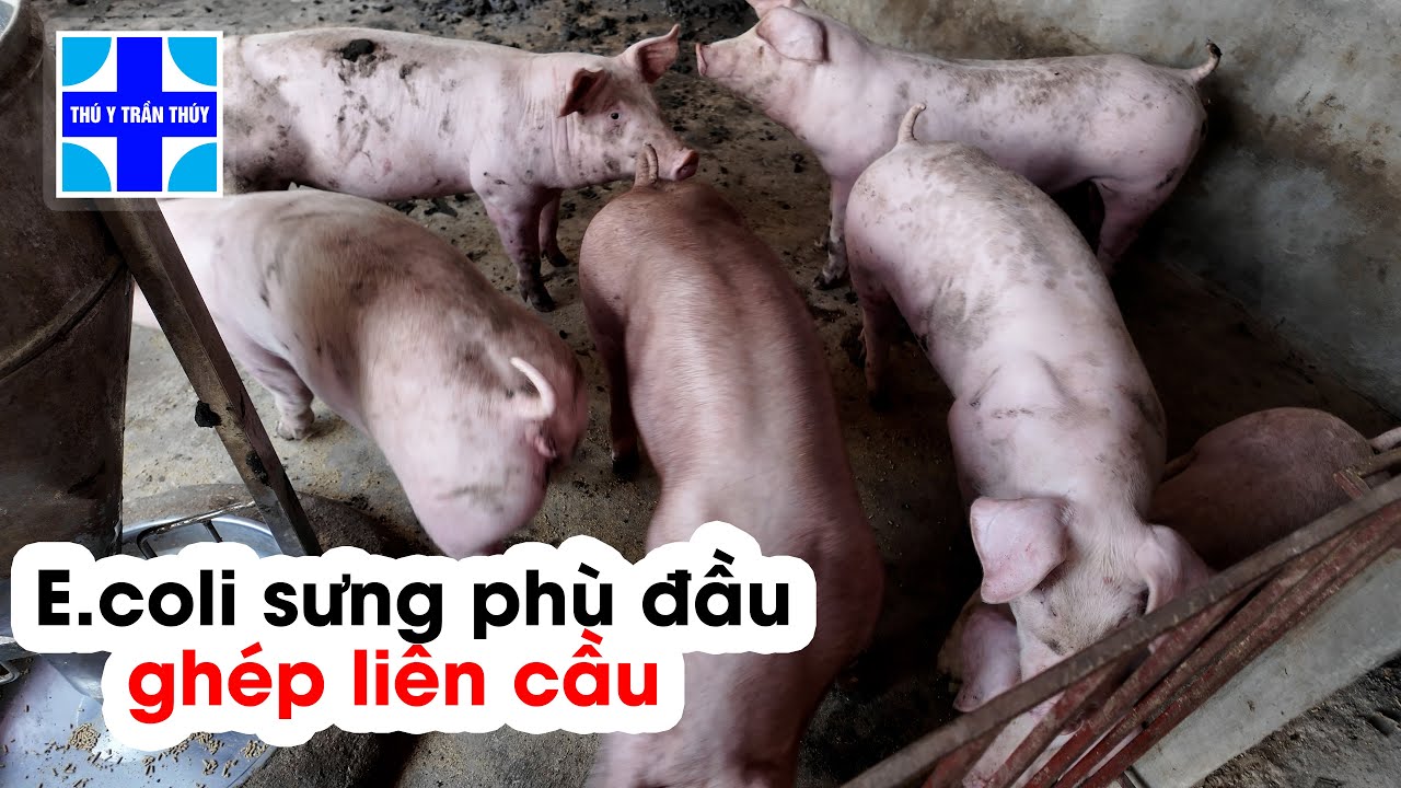 Bệnh E.coli sưng phù đầu ghép liên cầu thiệt hại đầu con rất lớn nếu điều trị không đúng
