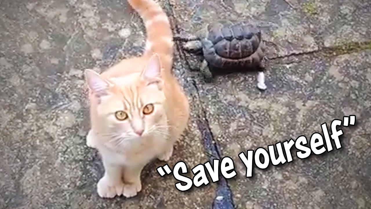 Ozzy Man Reviews Tortoise vs Cat 2 YouTube