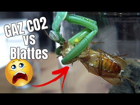 snake reptiles pictures Énorme expérience !! Elle ressuscite au mauvais moment