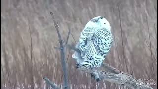 Snowy owl on the Mississippi River Flyway Cam! (1\/8\/22)