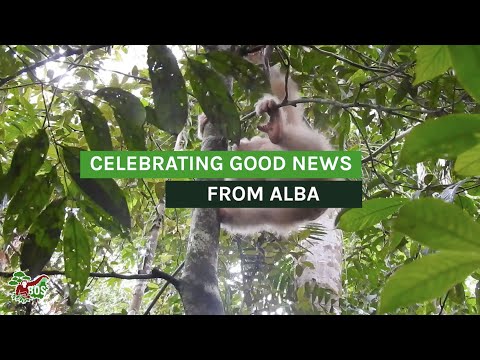 Celebrating Good News From Alba