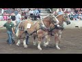 horse pull 79 sec