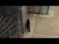 Captive ill jaguar  spanish zoo