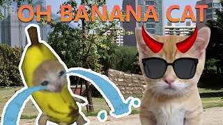 🙀 OH BANANA CAT CRY COLLECTION 02 #catmemes #cat #bananacat #happycat #fyp