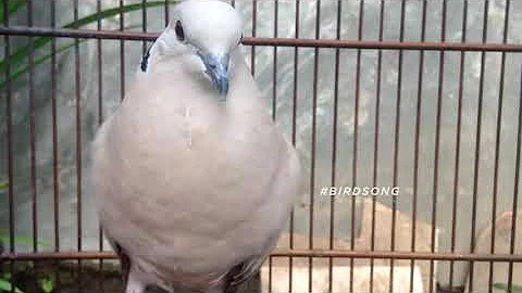 Super Cute Mourning Doves Make Noise | Mourning Dove Sounds | Bird Calls