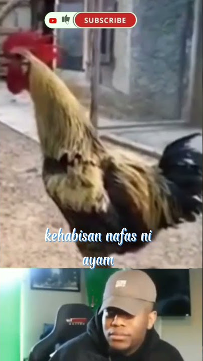 Video lucu banget, meme kocak ayam lucu #short