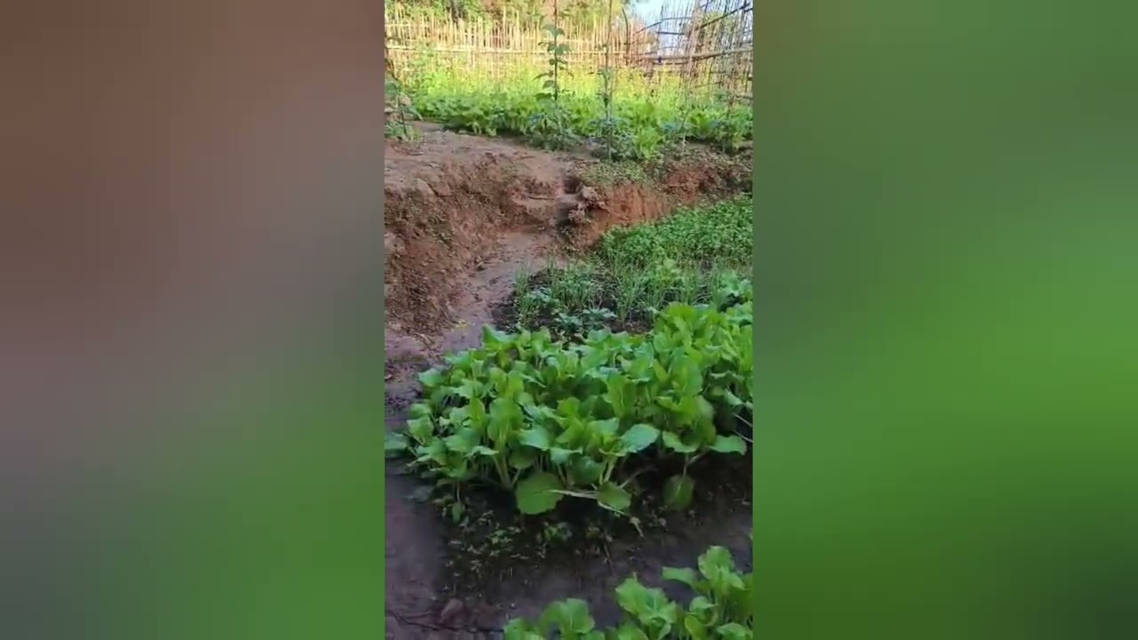 sim kwv txhiaj tshiab