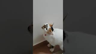 Ben napayım.çikoyu