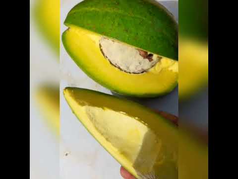 Avocado 🥑also known as Pear in Jamaica - YouTube