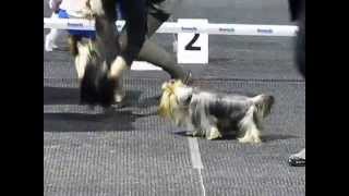 Dog Show Katowice 2015 XX 3