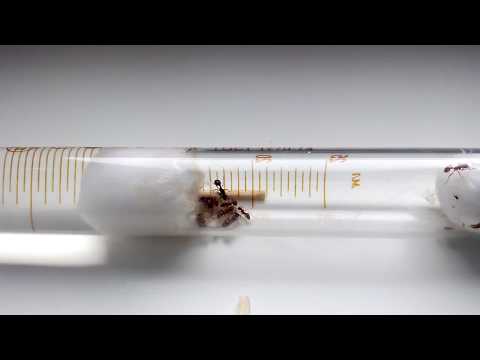 Немного о муравьях вида Myrmica rubra