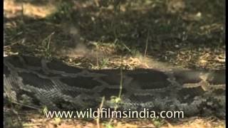 Wild monster : Indian Rock Python