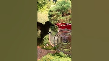 Amazing Humming Bird Feeder!