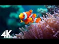 Aquarium 4K VIDEO (ULTRA HD) - Beautiful Coral Reef Fish - Sleep Relaxing Meditation Music #128